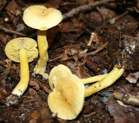 Tricholoma sulphureum